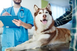 Ideal buyer for veterinary practice