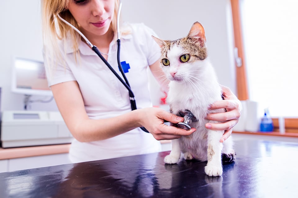 veterinarian-with-stethoscope-examining-cat-with-P6NCLFX